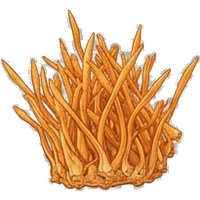 Sâm Đông Trùng